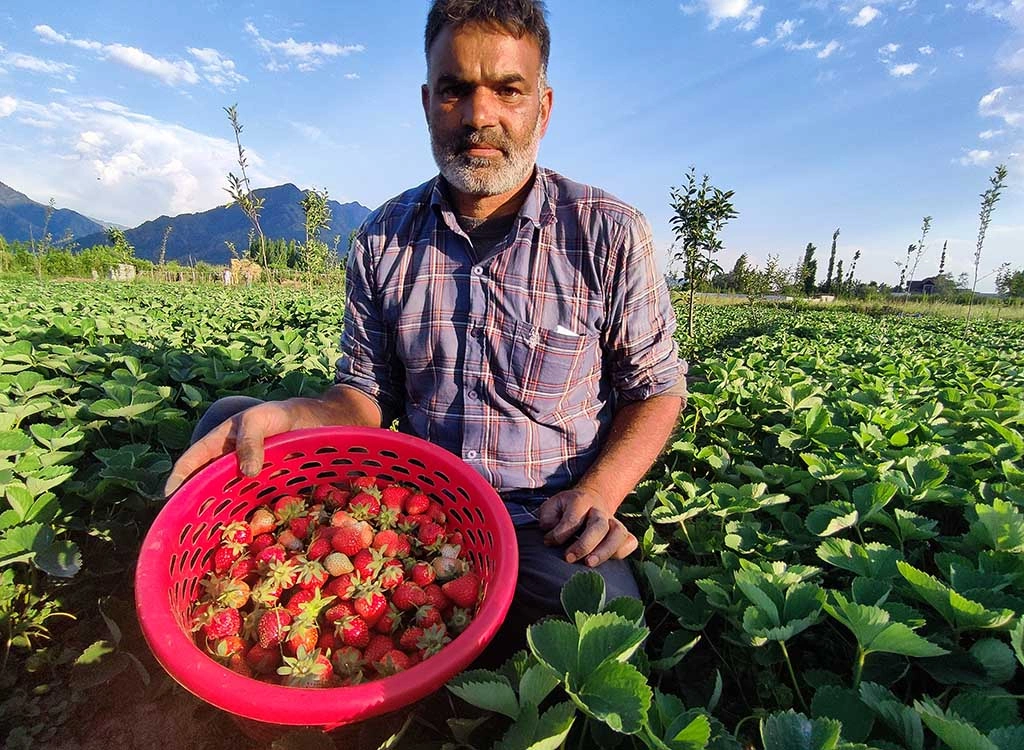 Strawberries in Starwberry valley Kashmir