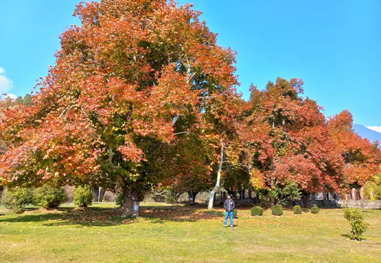 Autumn in Pahalgam