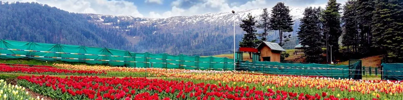 Explore Katra with Shiv Khori