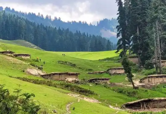Bhal Padri