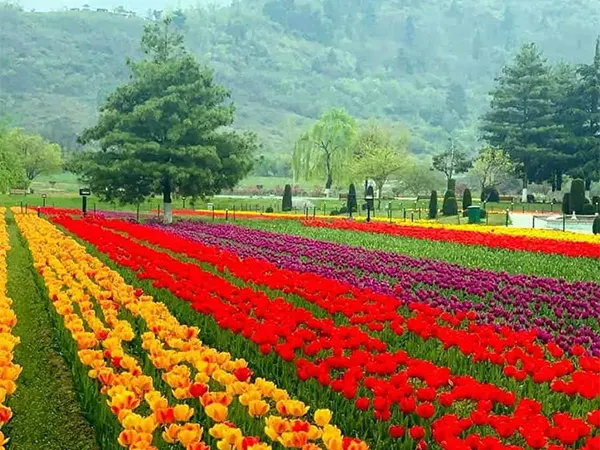 Indira Gandhi Memorial Tulip Garden