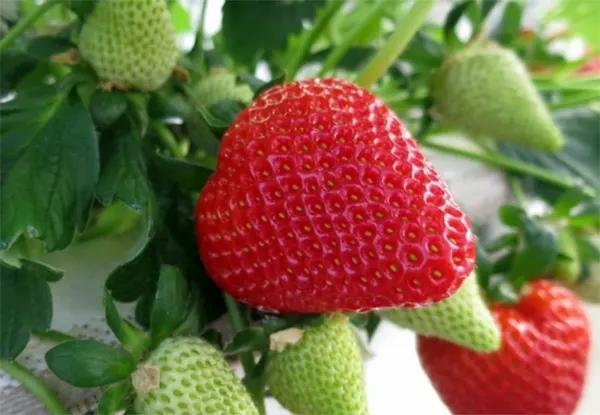 strawberry valley kashmir