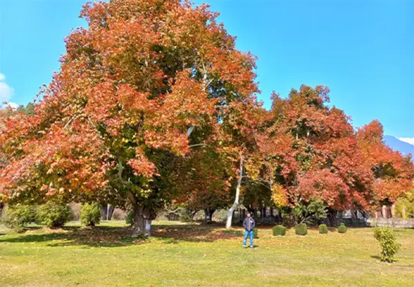 Autumn in Pahalgam