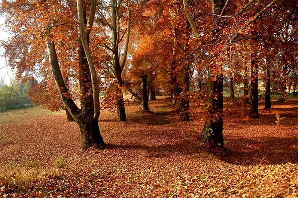 Autumn in Yousmarg