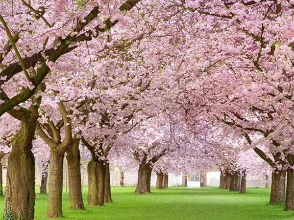 Badamwari Garden Srinagar