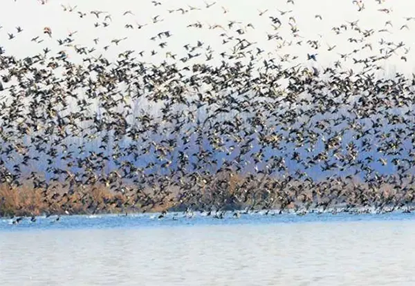 Bird Watching & Wildlife Spotting