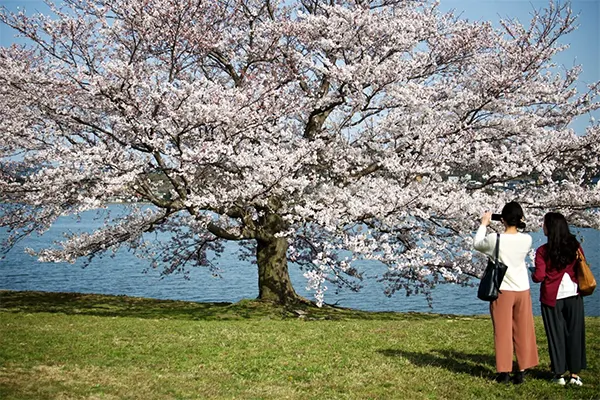Cherry Park