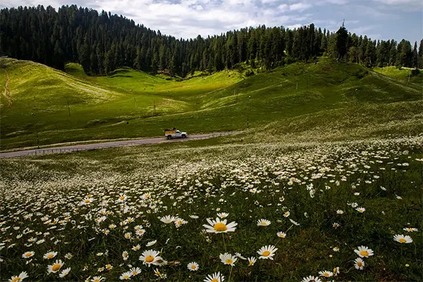 Gulmarg Biosphere Reserve