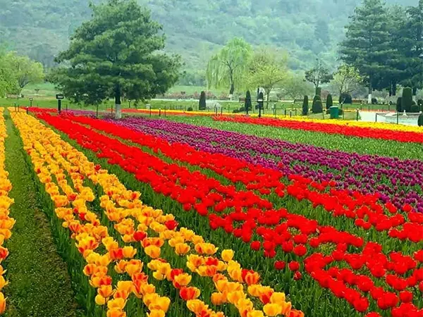 Indira Gandhi Memorial Tulip Garden Srinagar
