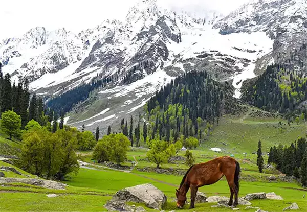 Sarbal Village