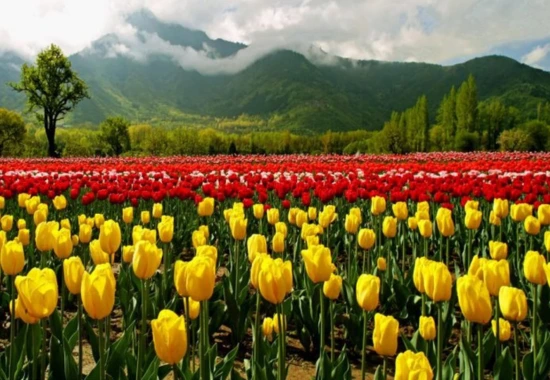 Summer in Kashmir