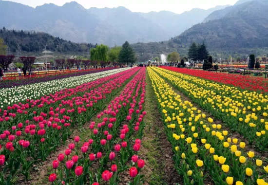 Tulip Garden
