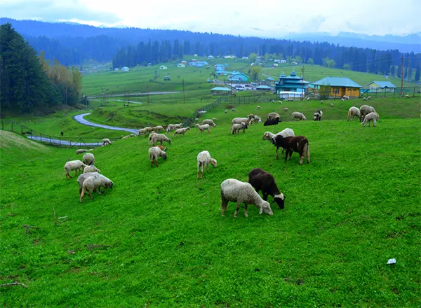 Yusmarg in the Kashmir Valley