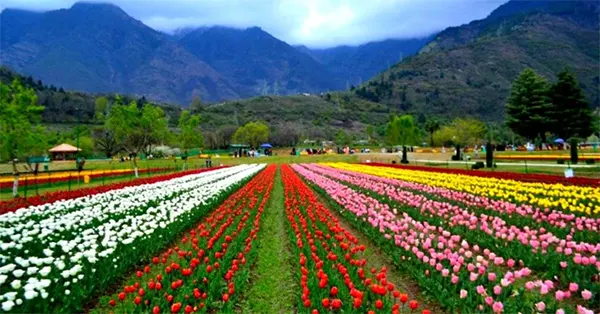 visiting-strawberry-valley-in-kashmir